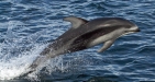 Dolphin Trips